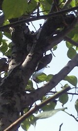 dcf95531.jpg