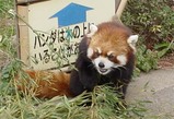 レッサーパンダ