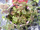 clover