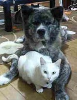 犬と猫