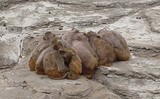 サル