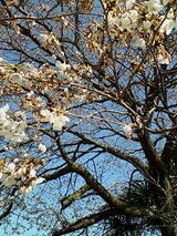 sakura