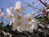 咲き始め桜