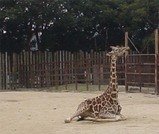 きりん