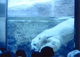 もぐるしろくま