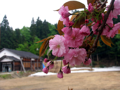 八重桜_美術館をバックに