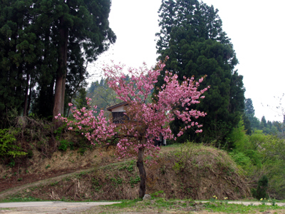 八重桜