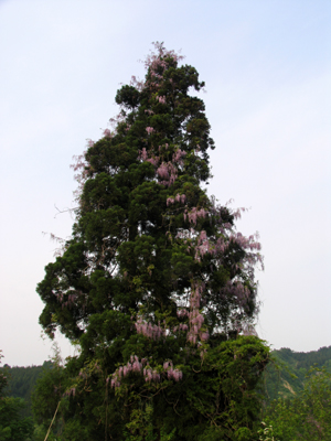 ふじの花1
