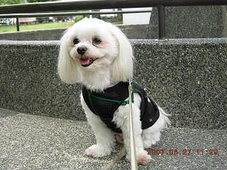 更紗3