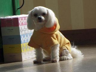 更紗4