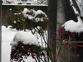 雪