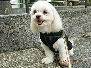 更紗3