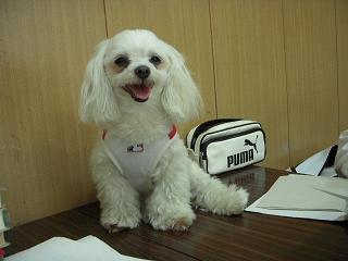 更紗4