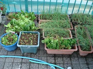 野菜