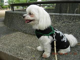 更紗2
