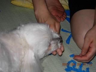 更紗6