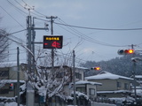 mafuyubi