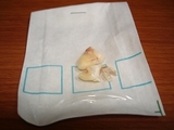 oyashirazu