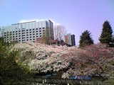sakura