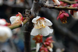 梅（2007-02-18）