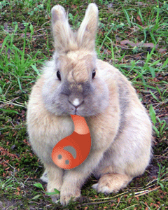 Usagi