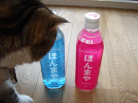 �ʤ�Ǥ��夫��
