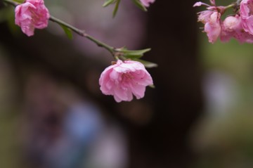 原谷苑の桜・その25.jpg 原谷苑の桜・その25.jpg