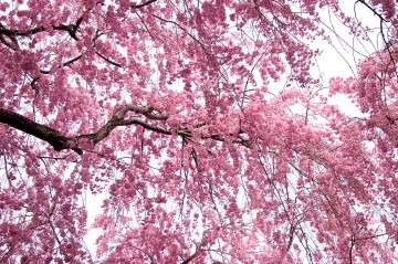 原谷苑の桜・その18.jpg 原谷苑の桜・その18.jpg