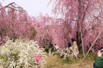 原谷苑の桜・その30.jpg 原谷苑の桜・その30.jpg
