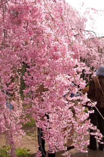 原谷苑の桜・その29.jpg 原谷苑の桜・その29.jpg