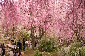 原谷苑の桜・その17.jpg 原谷苑の桜・その17.jpg