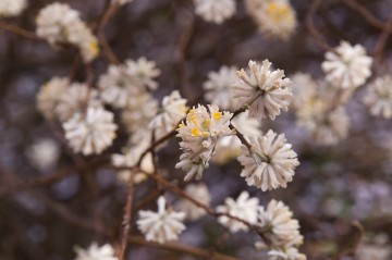 原谷苑の桜・その26.jpg 原谷苑の桜・その26.jpg