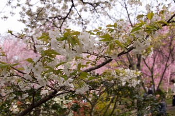原谷苑の桜・その27.jpg 原谷苑の桜・その27.jpg