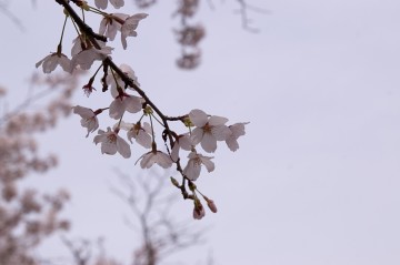 原谷苑の桜・その22.jpg 原谷苑の桜・その22.jpg