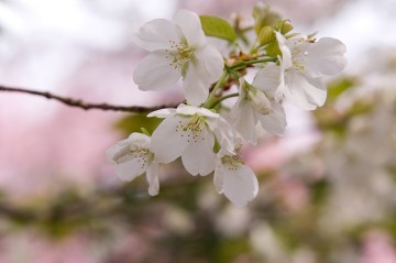原谷苑の桜・その28.jpg 原谷苑の桜・その28.jpg