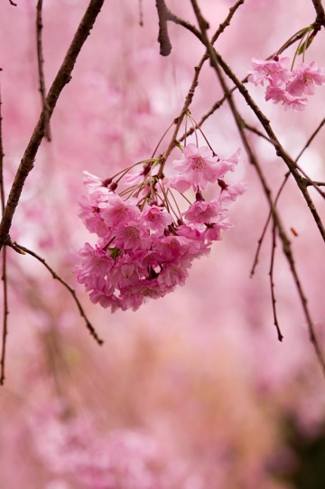原谷苑の桜・その19.jpg 原谷苑の桜・その19.jpg