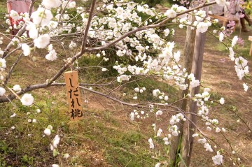原谷苑の桜・その34.jpg 原谷苑の桜・その34.jpg