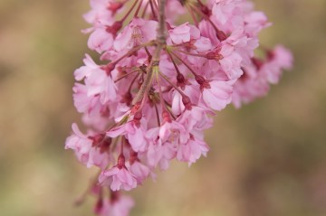 原谷苑の桜・その32.jpg 原谷苑の桜・その32.jpg