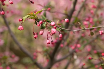 原谷苑の桜・その38.jpg 原谷苑の桜・その38.jpg