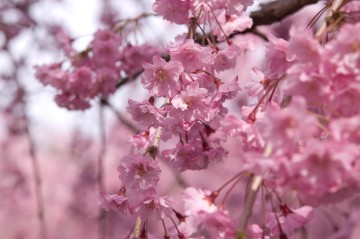原谷苑の桜・その33.jpg 原谷苑の桜・その33.jpg
