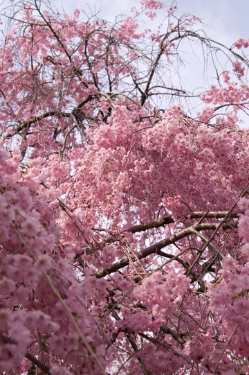 原谷苑の桜・その31.jpg 原谷苑の桜・その31.jpg