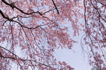 原谷苑の桜・その36.jpg 原谷苑の桜・その36.jpg