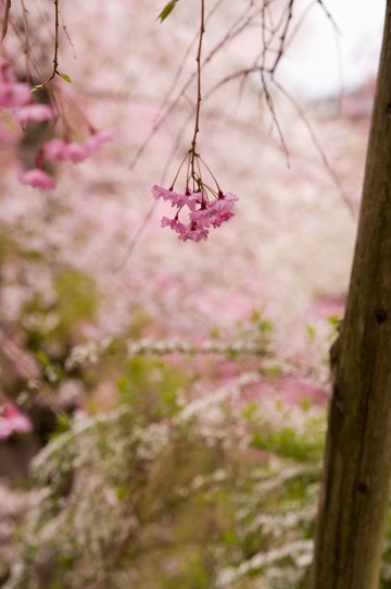 原谷苑の桜・その20.jpg 原谷苑の桜・その20.jpg