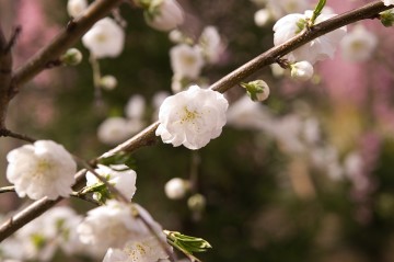 原谷苑の桜・その35.jpg 原谷苑の桜・その35.jpg