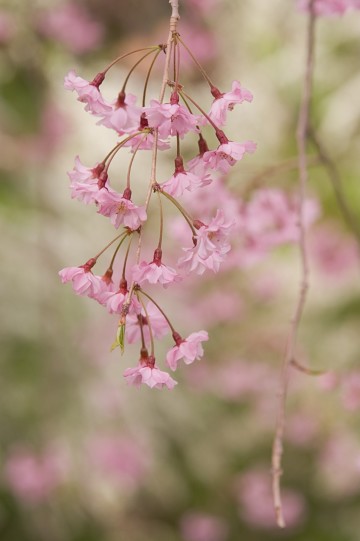 原谷苑の桜・その23.jpg 原谷苑の桜・その23.jpg