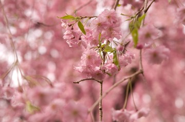 原谷苑の桜・その24.jpg 原谷苑の桜・その24.jpg