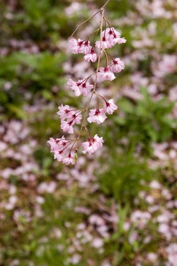 原谷苑の桜・その21.jpg 原谷苑の桜・その21.jpg