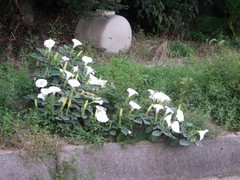 ƻü�β�