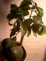 tree of beans