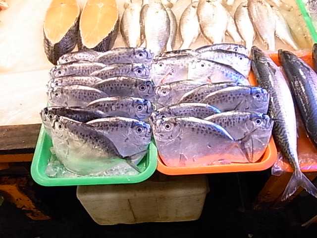 お魚陳列